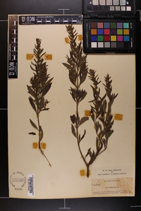 Iva frutescens image