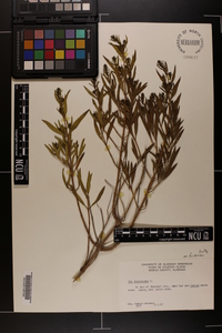 Iva frutescens subsp. frutescens image