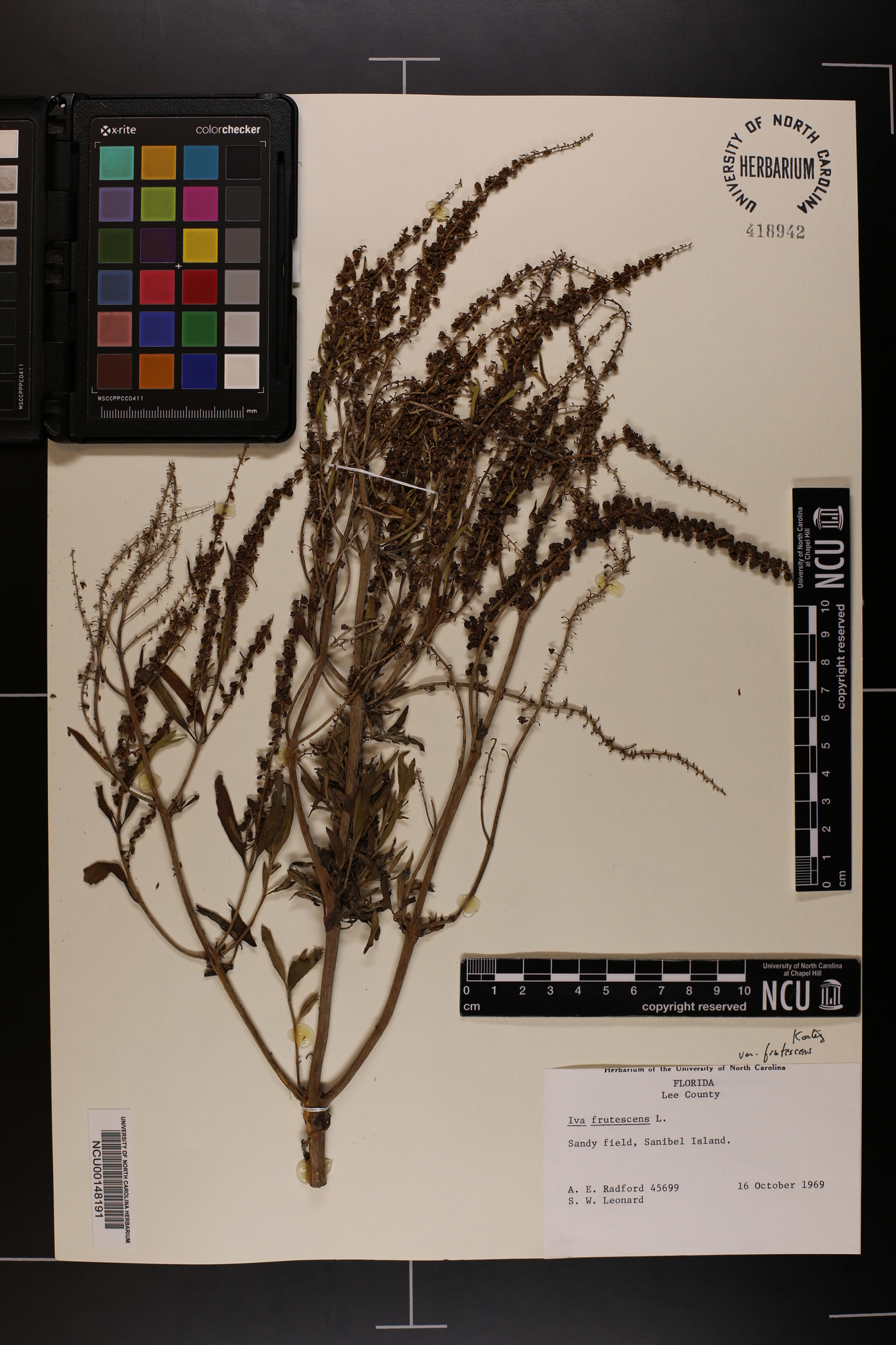 Iva frutescens subsp. frutescens image