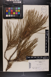 Pinus taeda image
