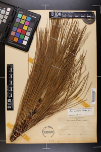 Pinus australis image