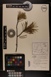 Pinus pungens image