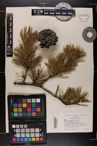 Pinus pungens image