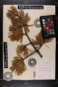 Pinus pungens image