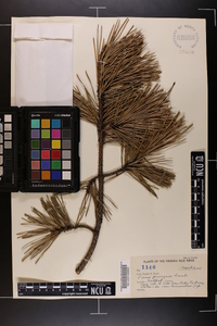 Pinus pungens image