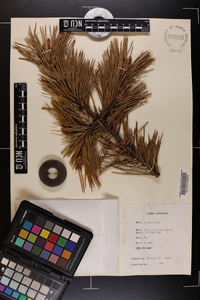 Pinus pungens image