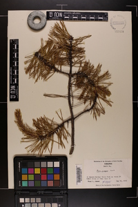 Pinus pungens image