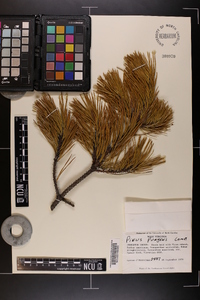 Pinus pungens image