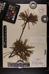 Pinus rigida image