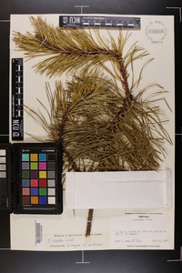 Pinus rigida image