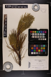 Pinus rigida image