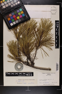 Pinus rigida image