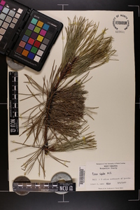 Pinus rigida image