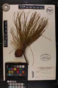 Pinus serotina image