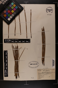 Pinus serotina image