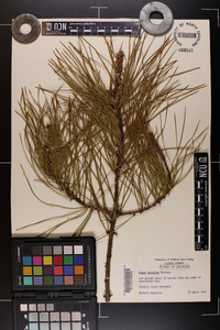 Pinus serotina image