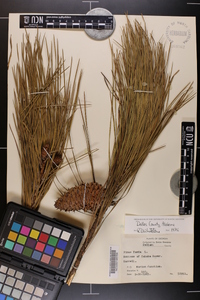 Pinus taeda image
