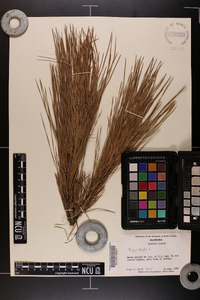 Pinus taeda image