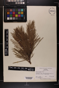 Pinus echinata image