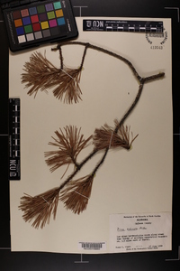 Pinus echinata image