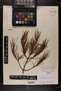 Pinus echinata image