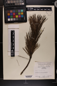 Pinus echinata image