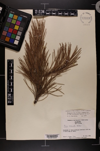 Pinus echinata image