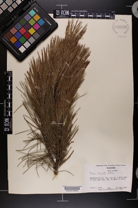 Pinus echinata image