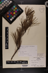 Pinus echinata image