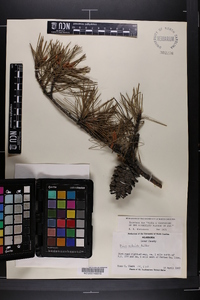 Pinus echinata image