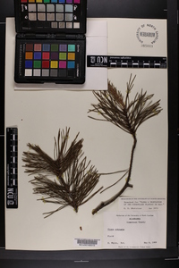 Pinus echinata image