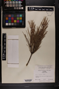 Pinus echinata image