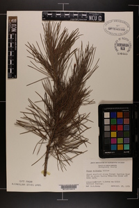 Pinus echinata image