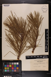 Pinus echinata image