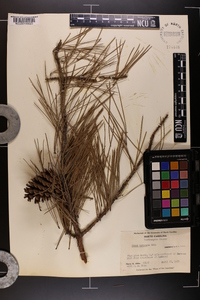 Pinus echinata image