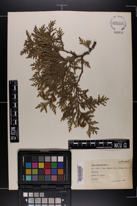 Thuja occidentalis image