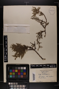 Thuja occidentalis image