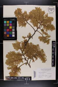 Thuja occidentalis image