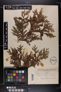 Thuja occidentalis image