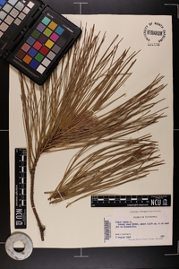 Pinus taeda image