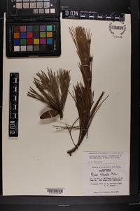 Pinus echinata image