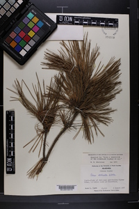 Pinus echinata image