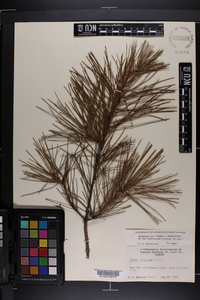 Pinus echinata image