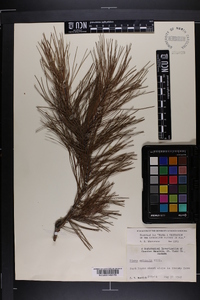 Pinus echinata image