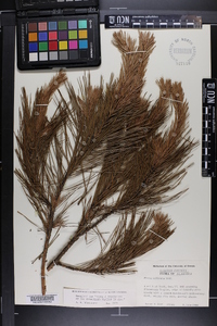 Pinus echinata image