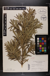 Podocarpus gracilior image