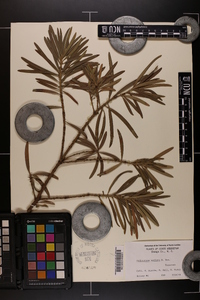 Podocarpus saligna image