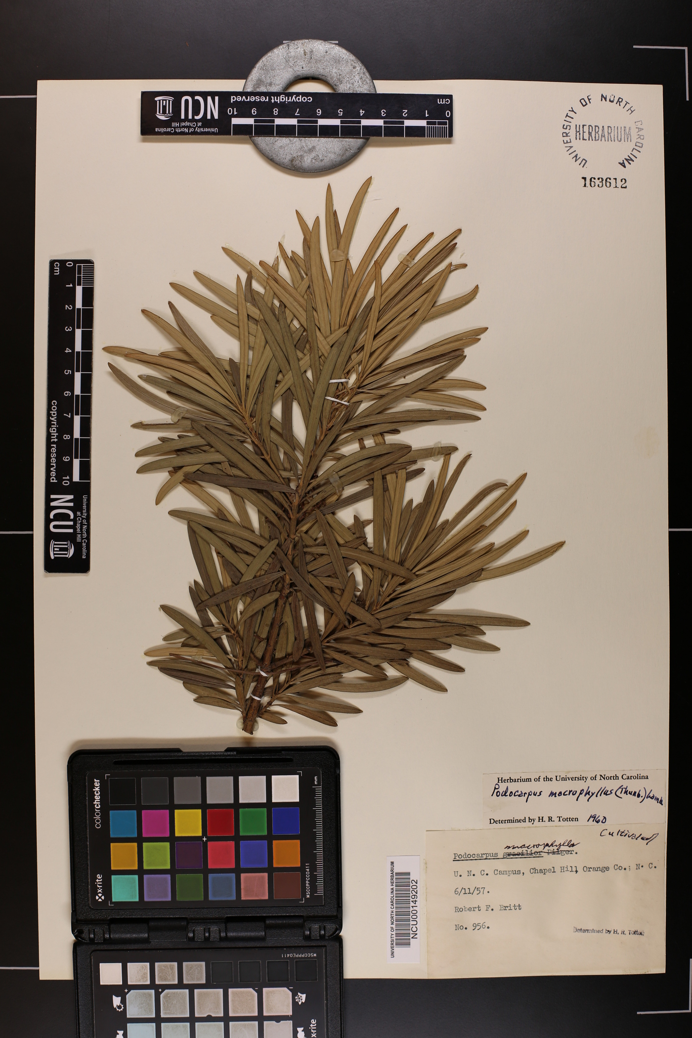 Podocarpus macrophylla image