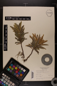 Podocarpus macrophylla image