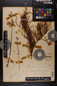 Taxodium ascendens image